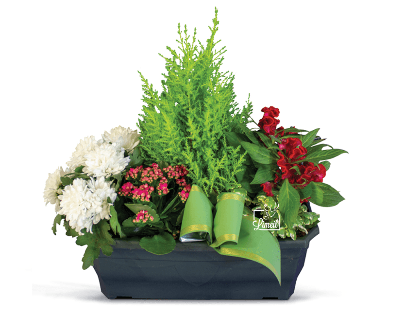 Jardinière de plantes